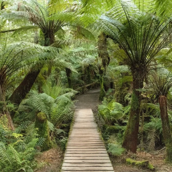 touring the great ocean road