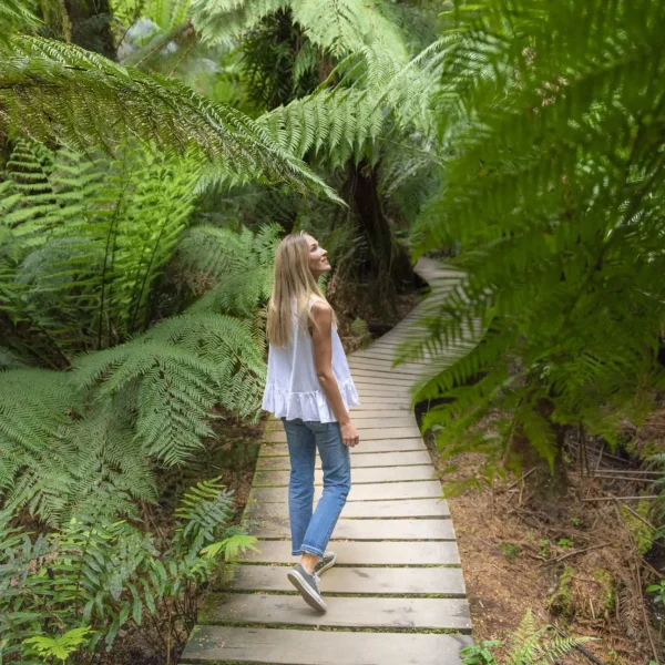 tours to great ancient rainforestroad