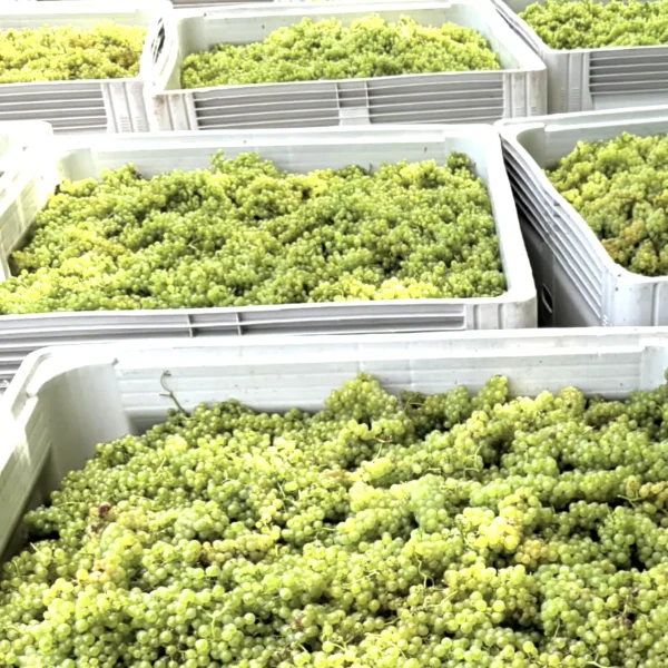 vineyard tour melbourne