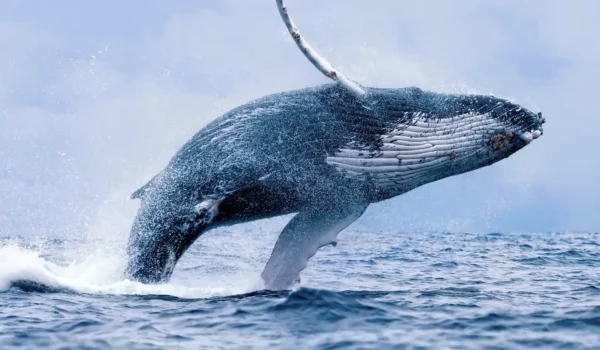 whale watching on the Great Ocean Road whale watching on the Great Ocean Road