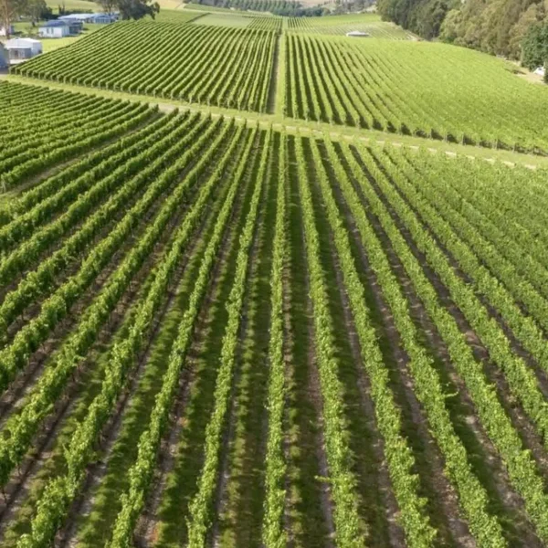 wine tasting tour yarra valley