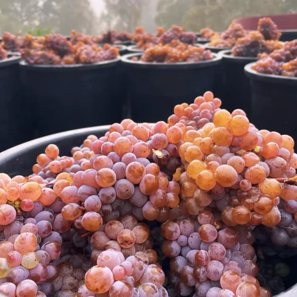 wine tour melbourne yarra valley