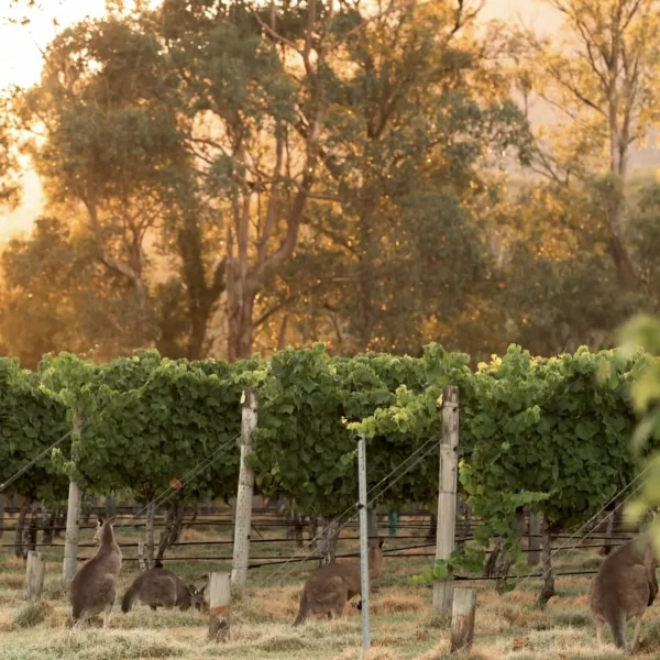 winery tour