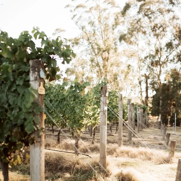 yarra valley tour