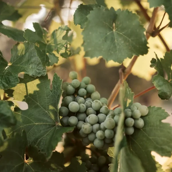 yarra valley wine tasting tours