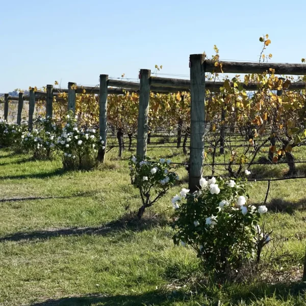 yarra valley wine tour