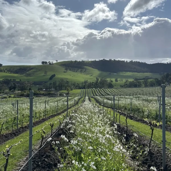 yarra valley winery tour