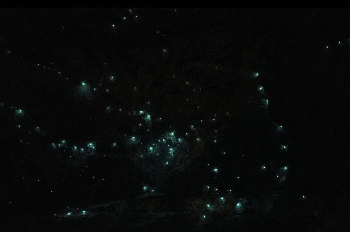 glow worms