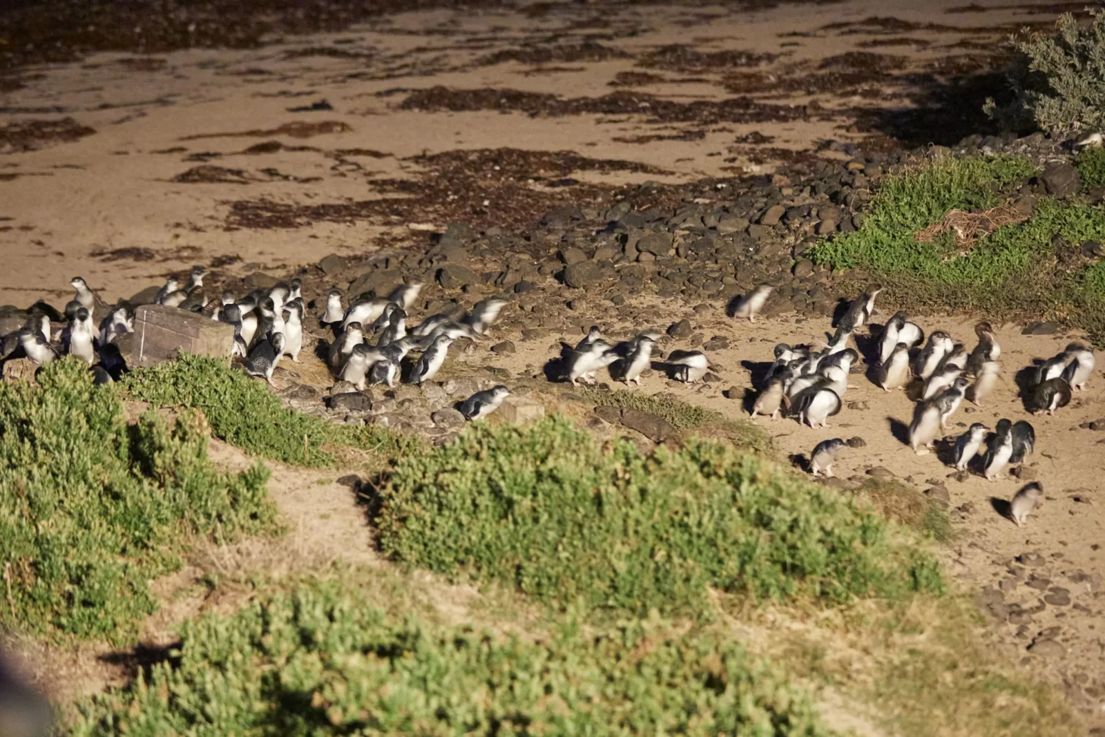 little penguins