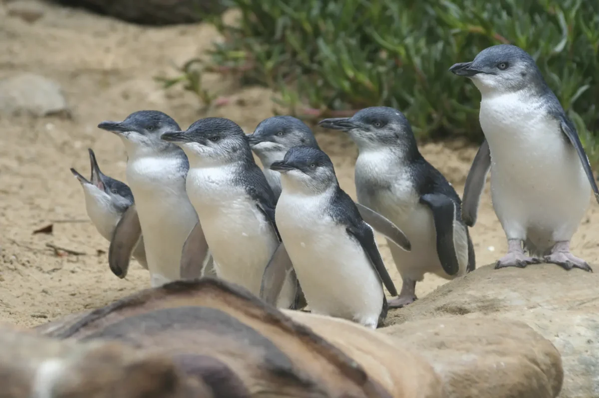 phillip island tour