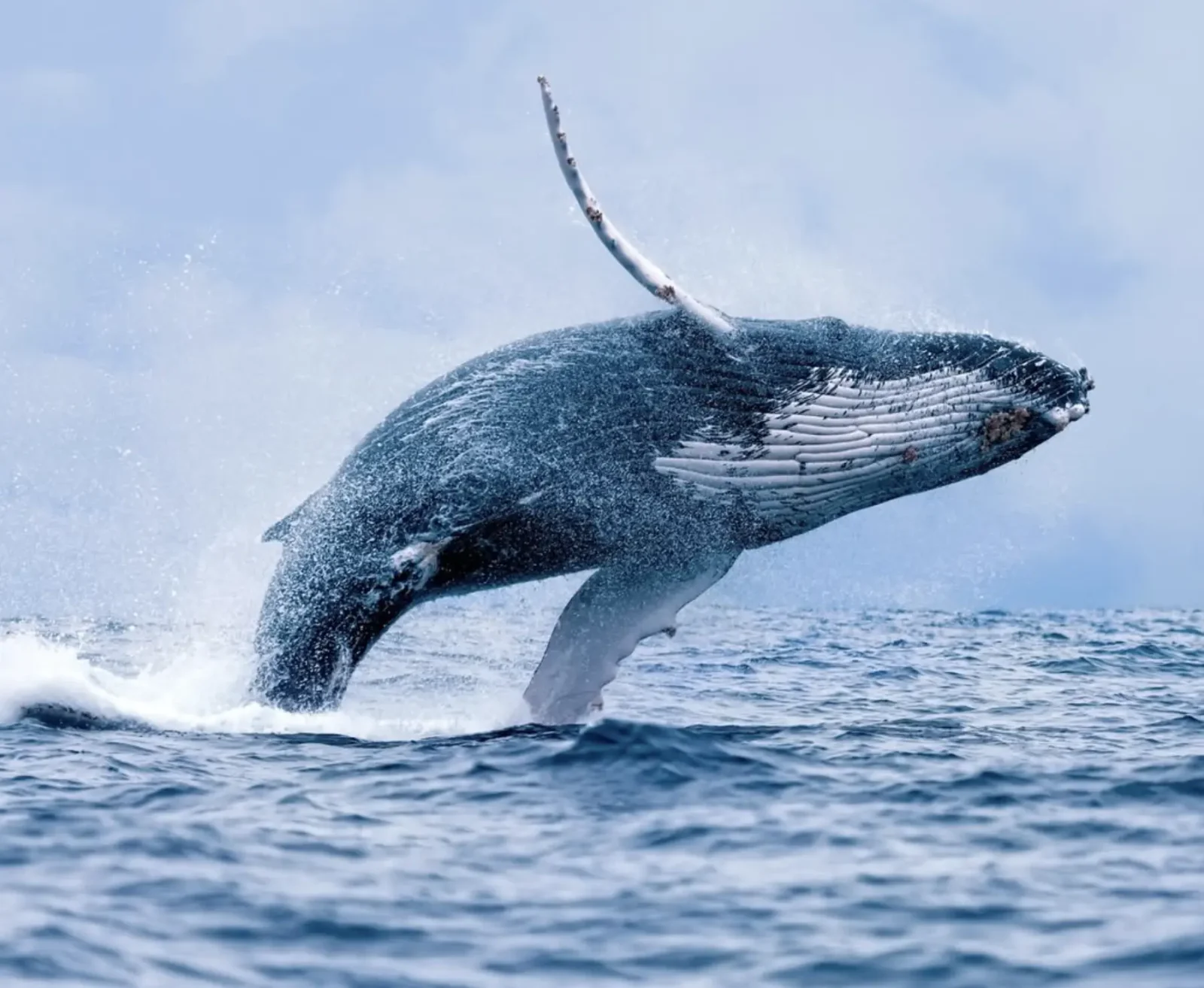 whale watching on the Great Ocean Road