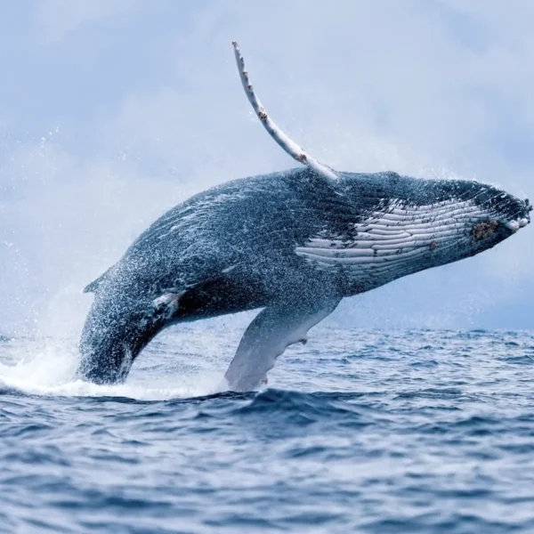 whale watching on the Great Ocean Road